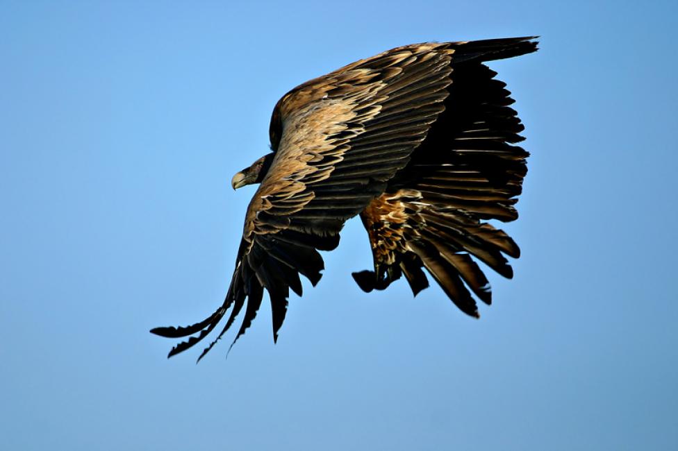 El vuelo batido